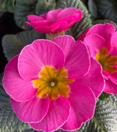 gaertnerei-waldispühl_aktuell_aktuelles_Glashaus_Events_Herbst_2024_1