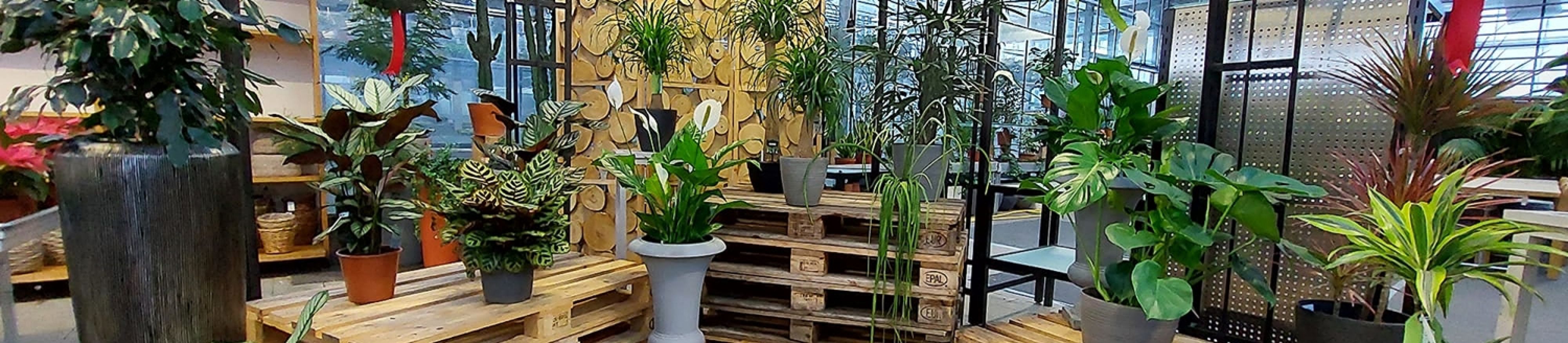 gaertnerei-waldispühl_aktuell_header_01