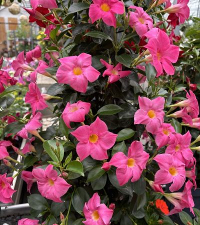 gaertnerei-waldispühl_aktuell_aktuelles_Glashaus_Events_Herbst_2024_1