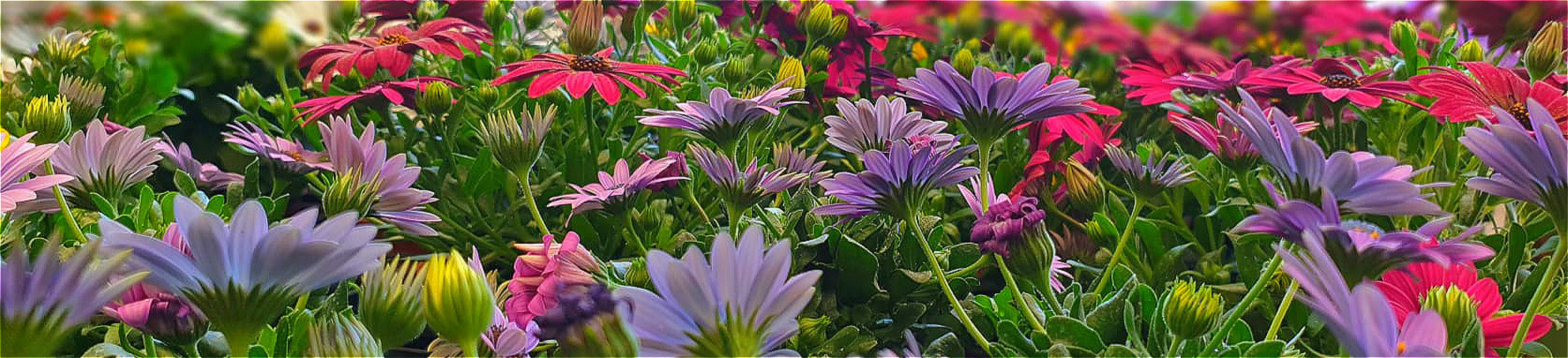 gaertnerei-waldispühl_aktuell_header_01