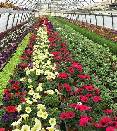 gaertnerei-waldispühl_aktuell_aktuelles_Glashaus_Events_Herbst_2024_1