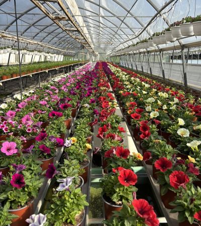 gaertnerei-waldispühl_aktuell_aktuelles_Glashaus_Events_Herbst_2024_1