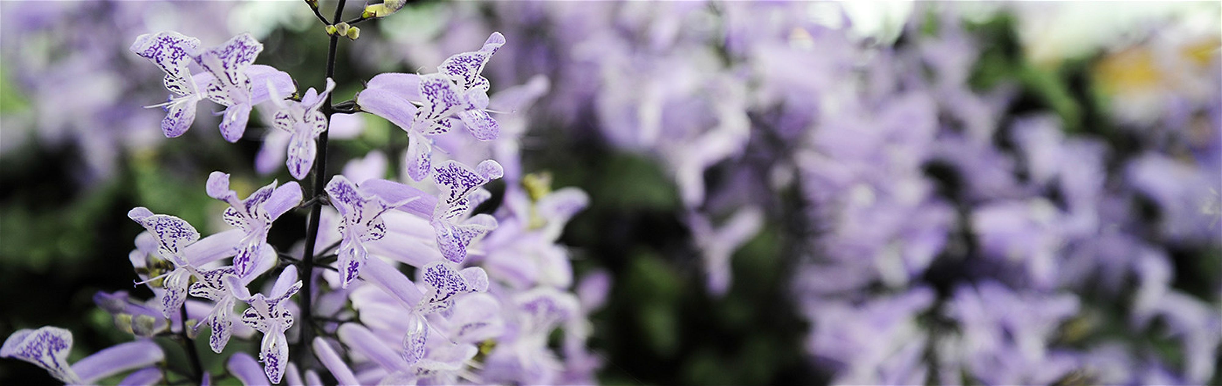 gaertnerei-waldispühl_aktuell_header_01