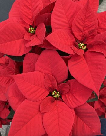 gaertnerei-waldispühl_aktuell_aktuelles_Glashaus_Events_Herbst_2024_1